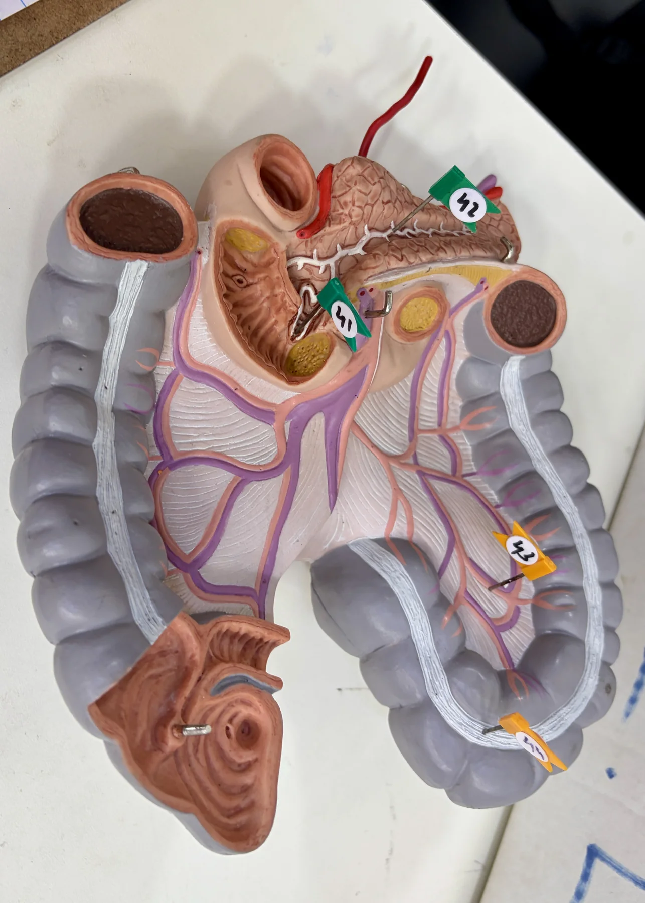 Major duodenal papilla (41), Pancreatic duct (42), Sigmoid artery (43)