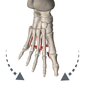 Adduction of toes