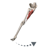 Adduction of the Hip