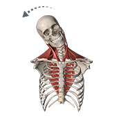 Lateral flexion