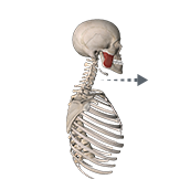 Protrusion