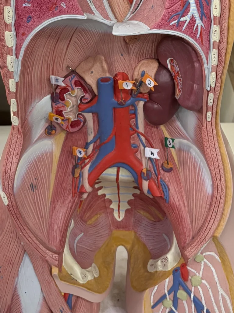 Ureter (4), Renal cortex (5)