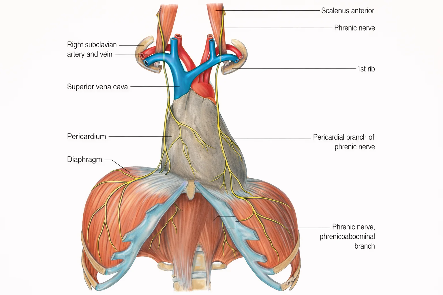 Diaphragm