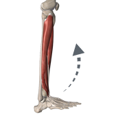 Dorsiflexion