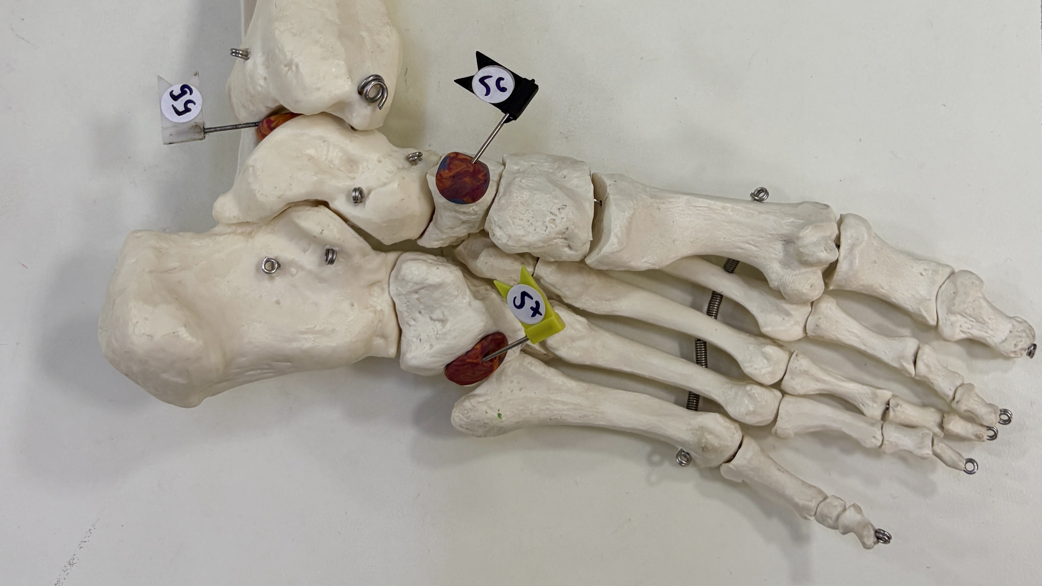 Trochlea of talus (55), Navicular tuberosity (56), Groove for fibularis longus (57)