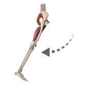 Hip ext - from complete anat