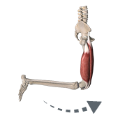 תזכורת - תנועה extension בברך. Hyperextension נגרמת אם למשל פוגעים בברך מקדימה