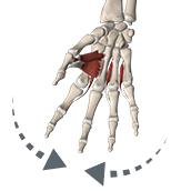 Finger Adduction