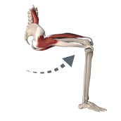 כיפוף הירך (Flexion of the Hip)