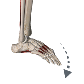 Flexion of the toes (MTP)