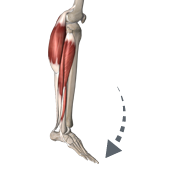 Plantarflexion