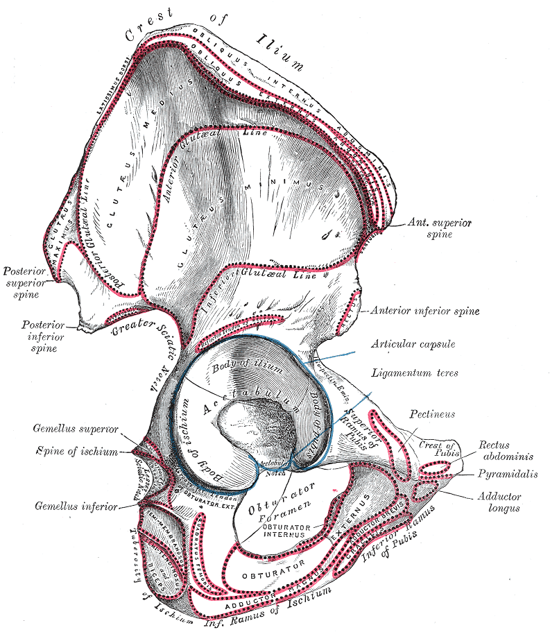 Gluteal lines (from Wikipedia)