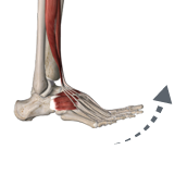 Hypterextension of the toes (complete anat)