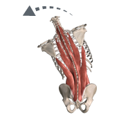 כיפוף צידי של הגו (Lateral Flexion)