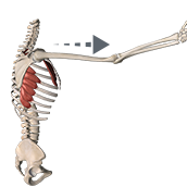 Serratus Anterior Muscle