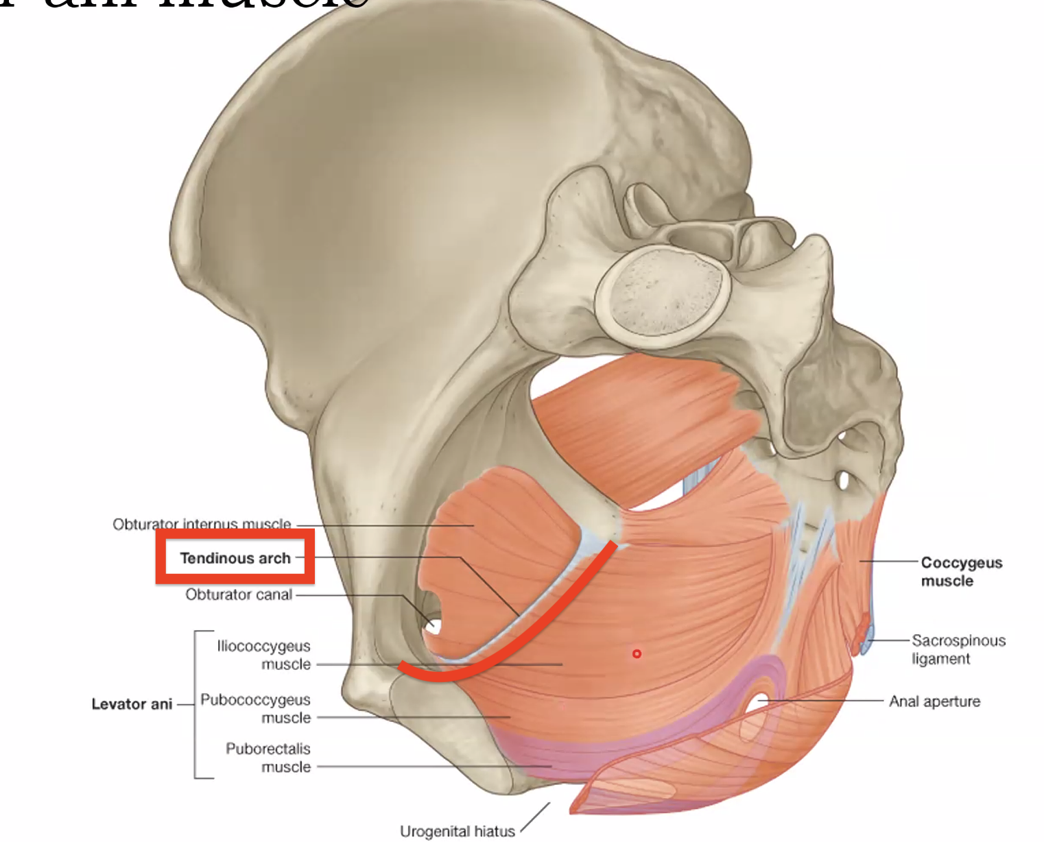 Tendinous Arch of Levator Ani
