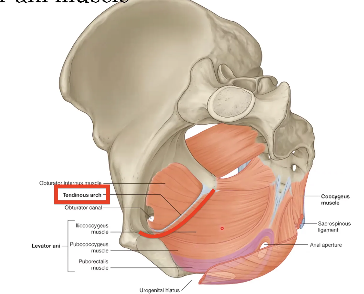 Tendinous Arch of Levator Ani
