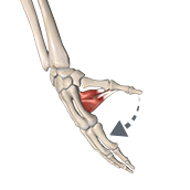 Thumb Adduction
