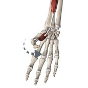 Thumb Flexion