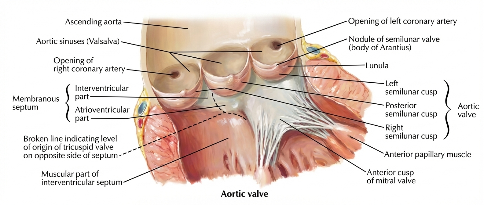 Aortic Valve