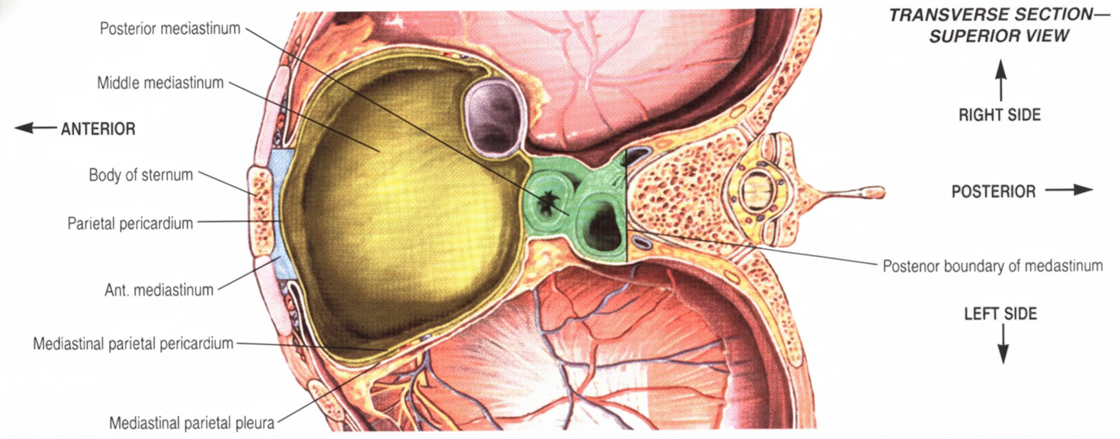 Axial view of Anterior Mediastinum
