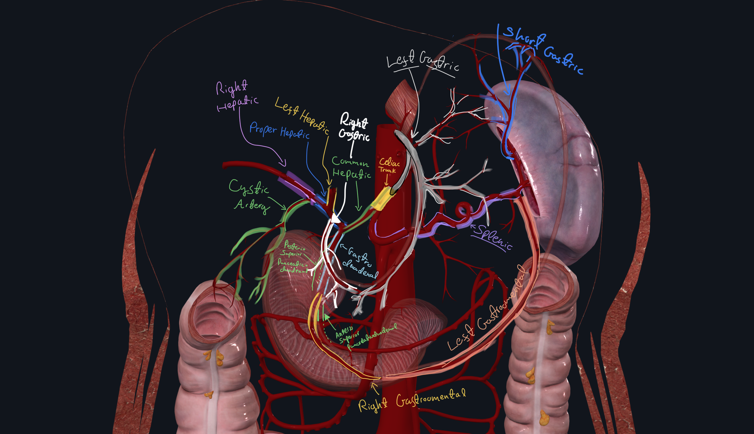 celiac trunk