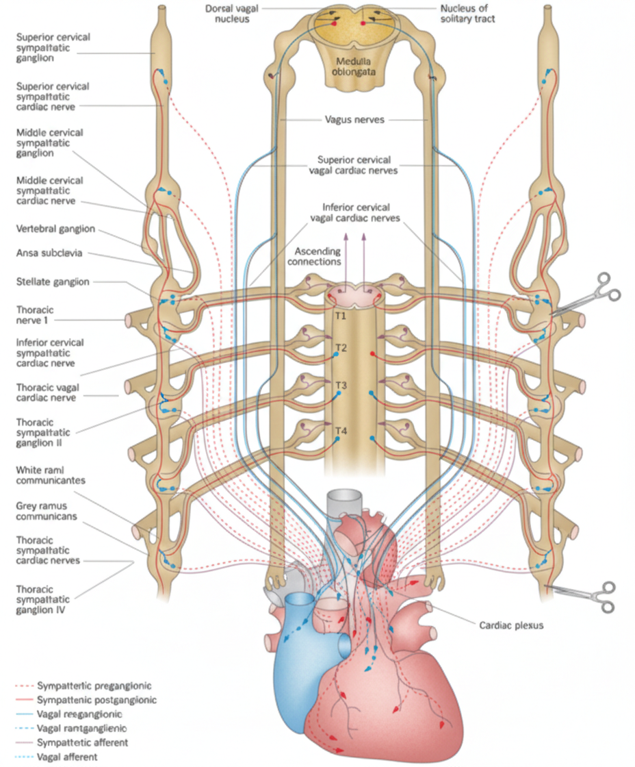 Heart Innervation
