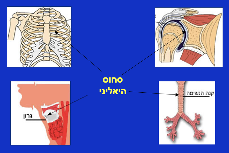דוגמאות לסחוס היאליני
