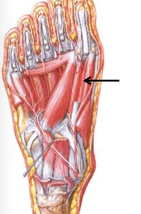 Flexor Hallucis brevis