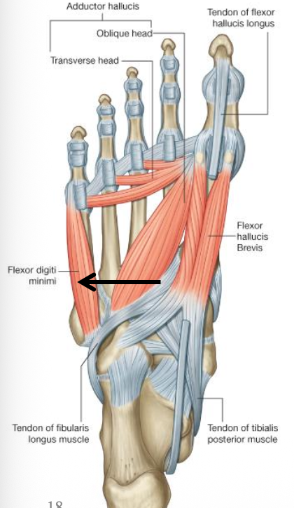 Flexor digiti minimi
