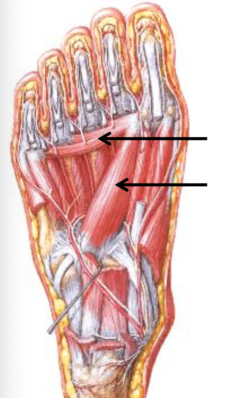 Adductor hallucis