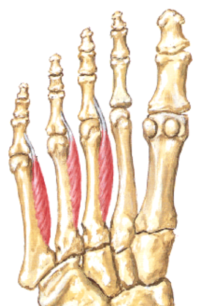 Plantar Interossei