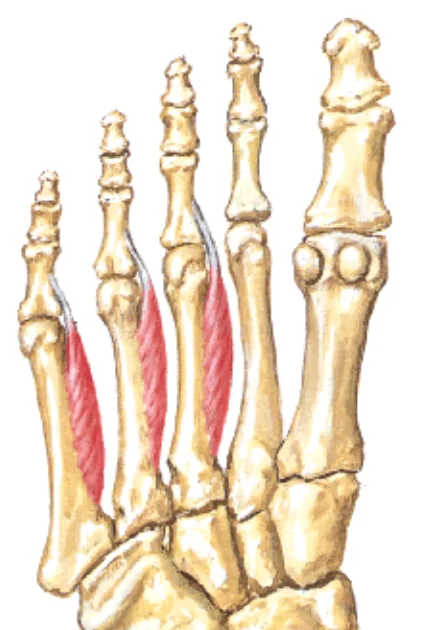 Plantar Interossei