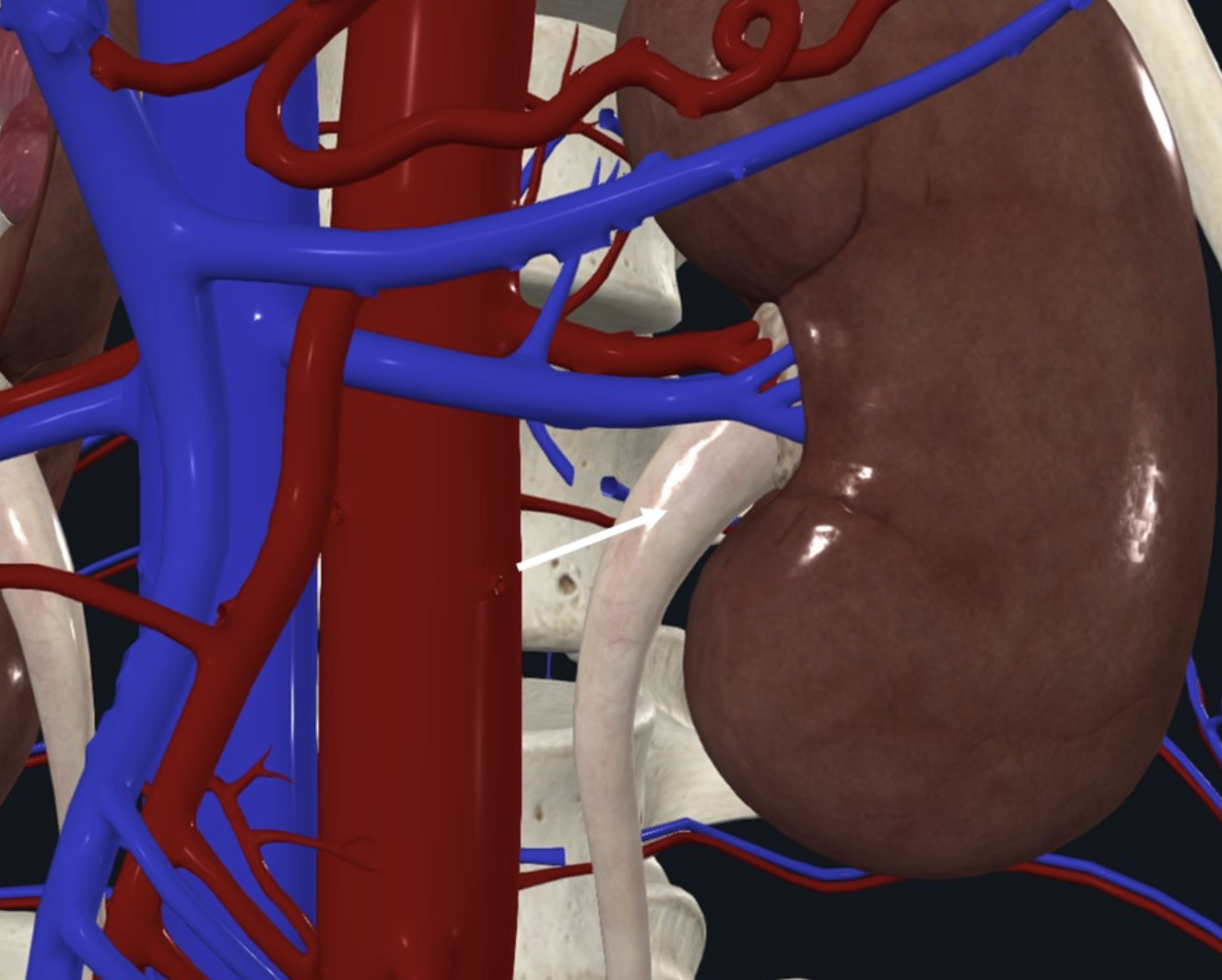 ה־Ureter (חץ לבן)