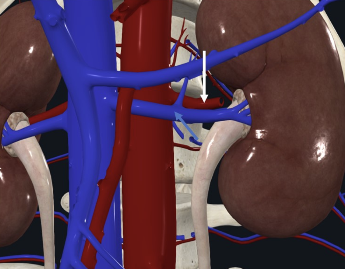Renal artery בחץ לבן, Renal vein בחץ כחול