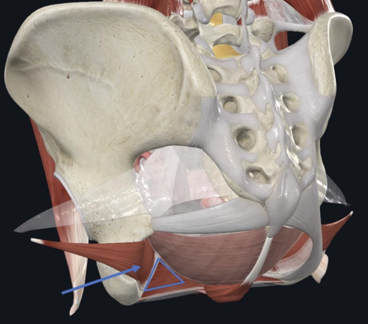 Ischiorectal fossa (מסומן במשולש), ו־Obturator internus (מסומן בחץ)