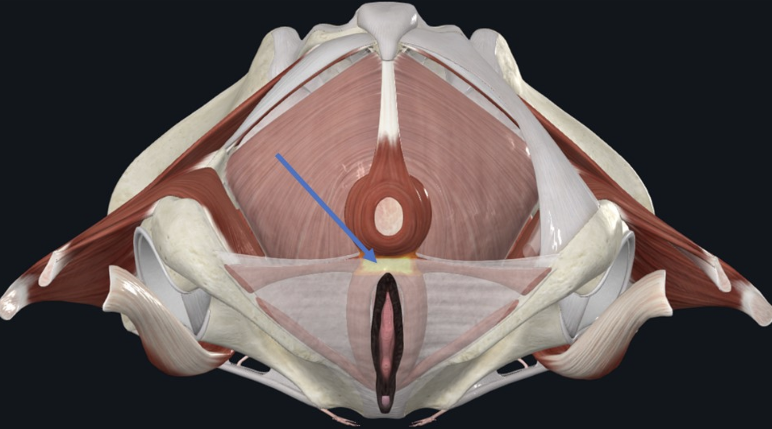 Perineal Body
