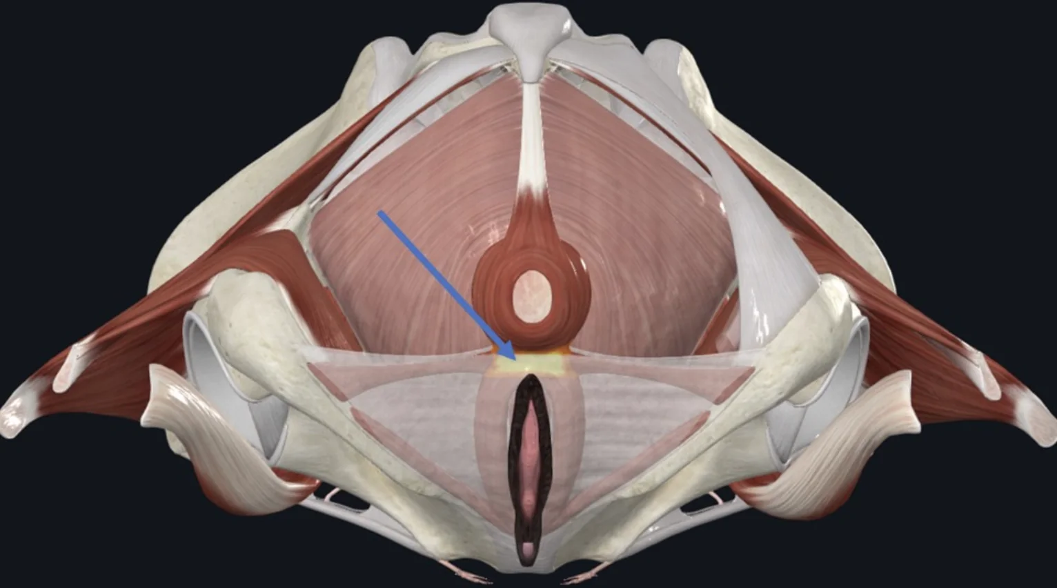 Perineal Body