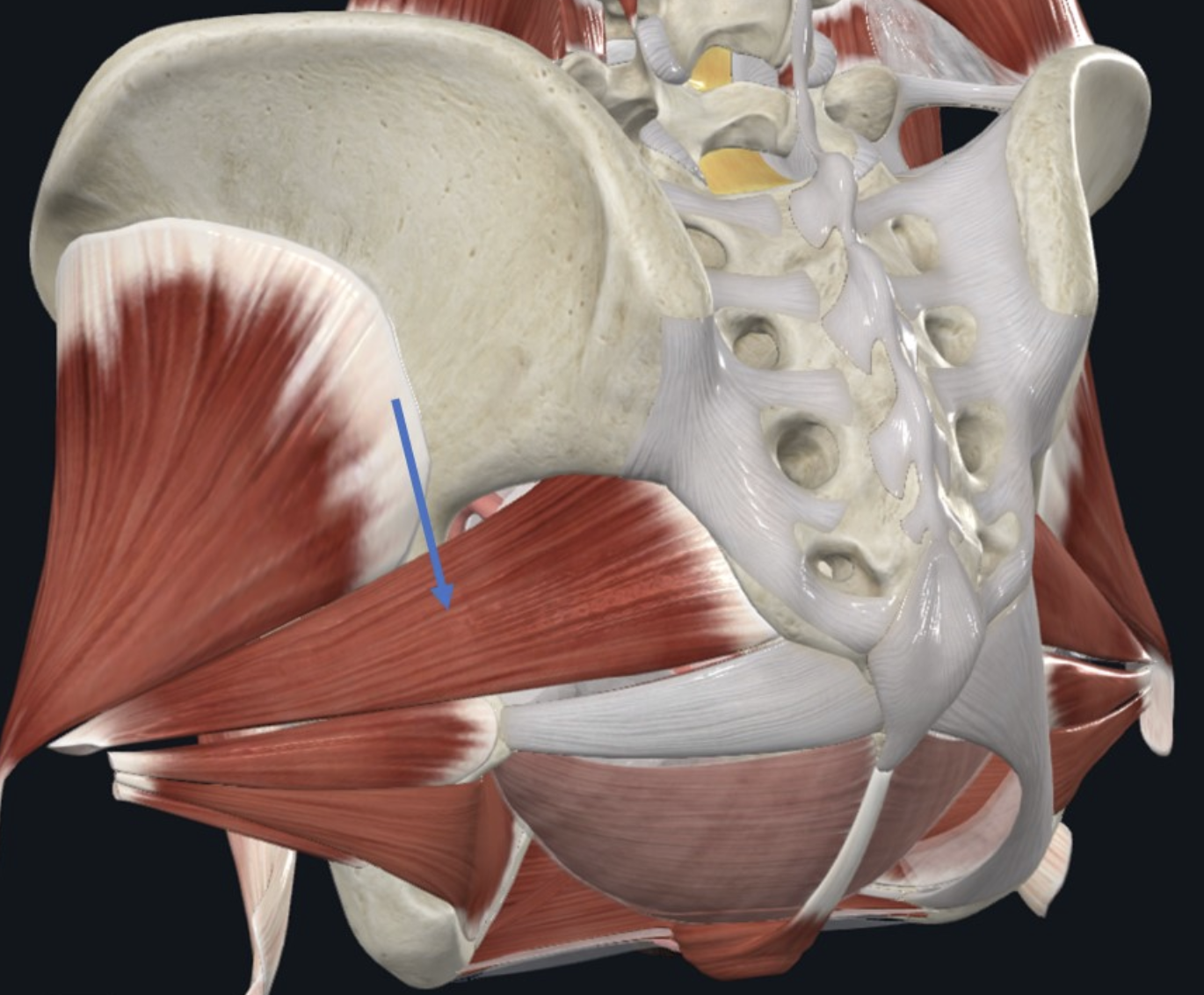 Piriformis