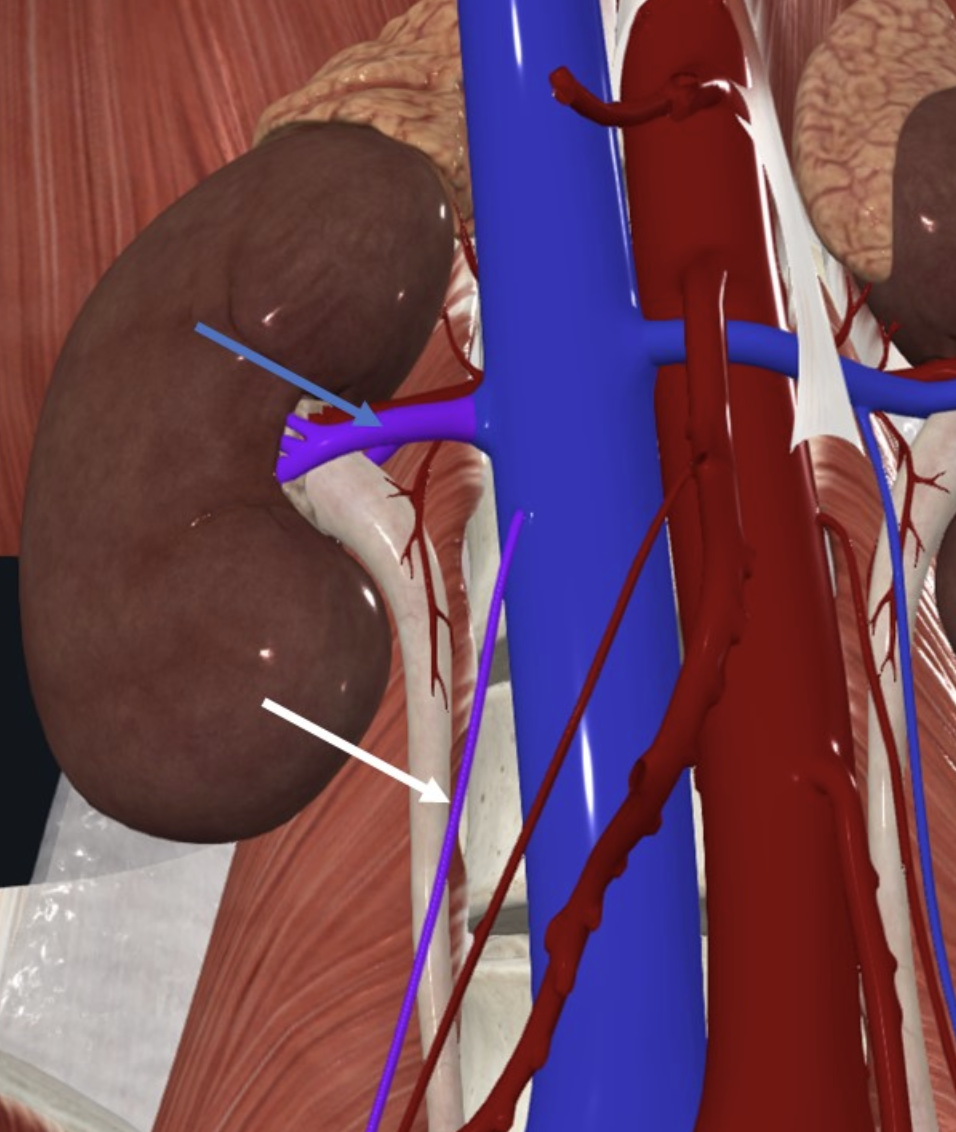 Right Renal vein (חץ כחול) ו־Right testicular vein (חץ לבן)