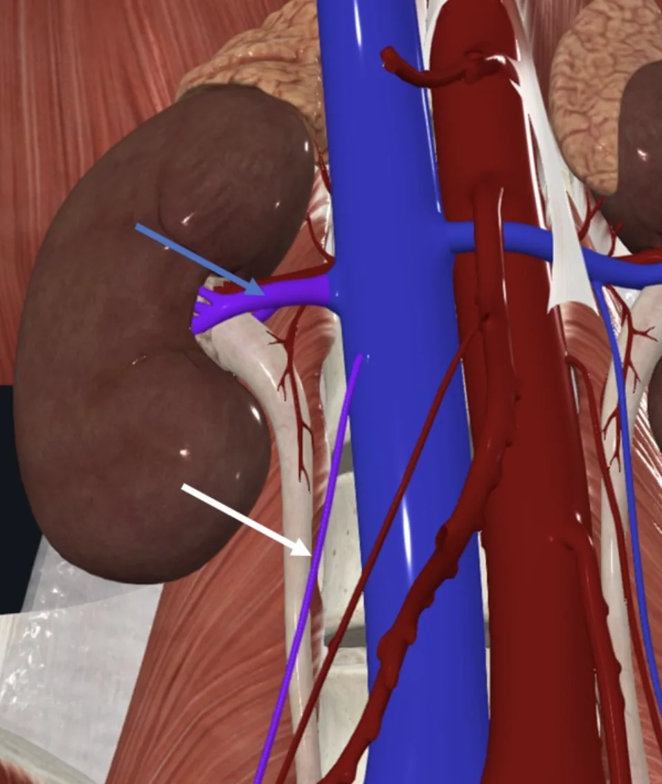 Right Renal vein (חץ כחול) ו־Right testicular vein (חץ לבן)