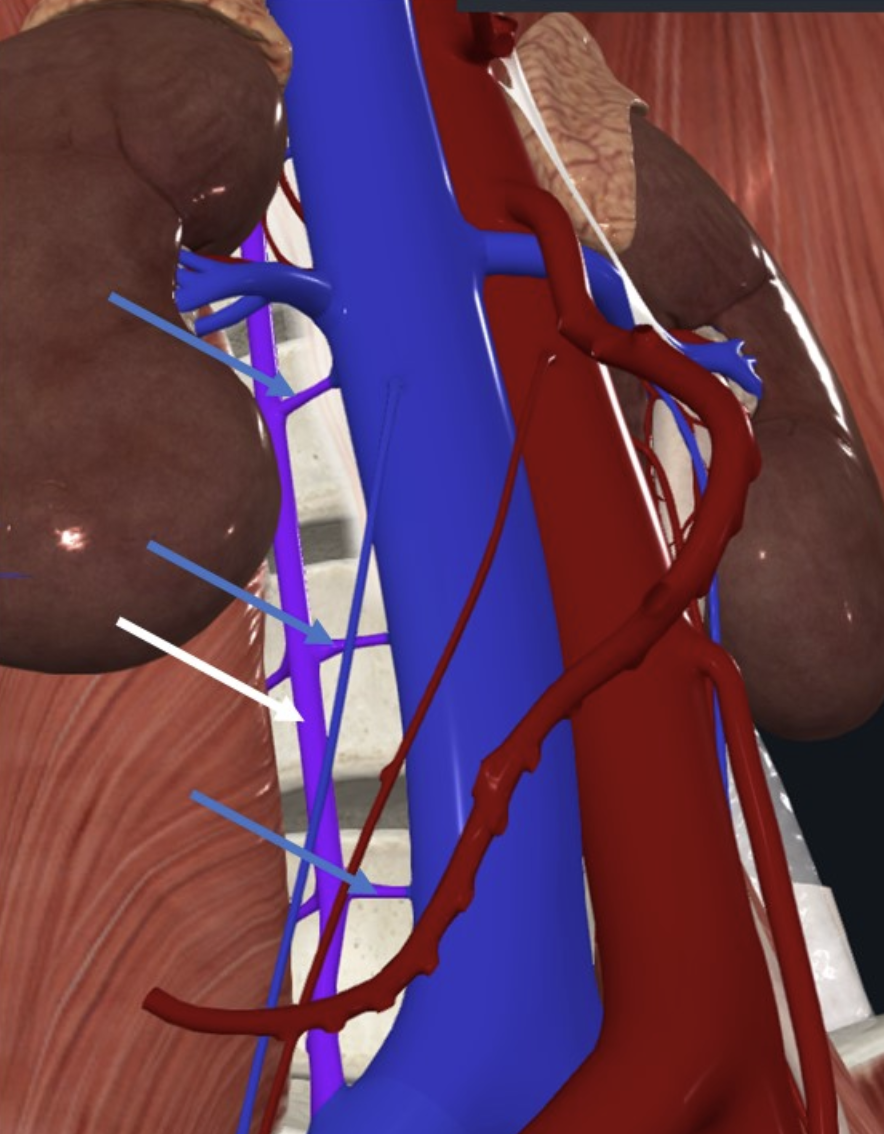 Lumbar veins (חצים כחולים); מתנקזים אל הווריד המרכזי Ascending lumbar (חץ לבן)