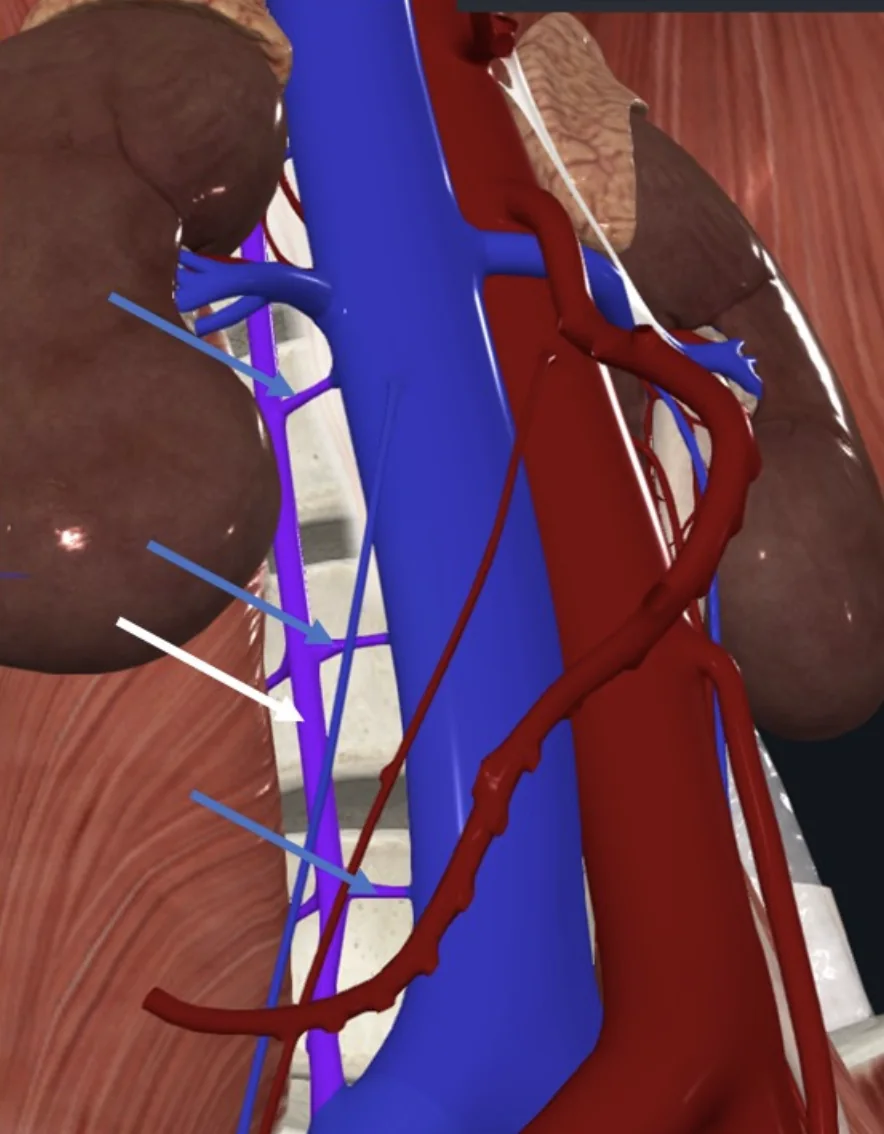 Lumbar veins (חצים כחולים); מתנקזים אל הווריד המרכזי Ascending lumbar (חץ לבן)
