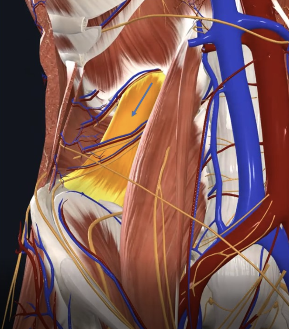 Quadratus Lumborum (חץ כחול)