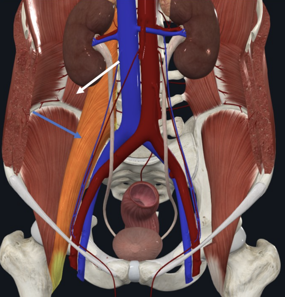 Psoas Major (חץ כחול)
