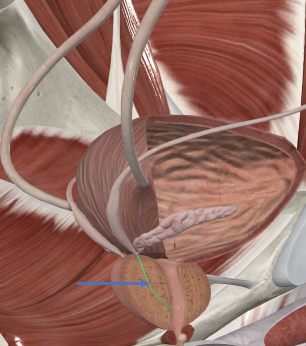 Ejaculatory duct