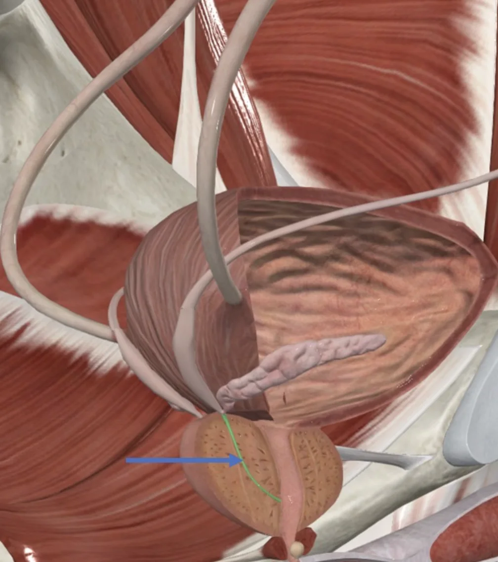 Ejaculatory duct