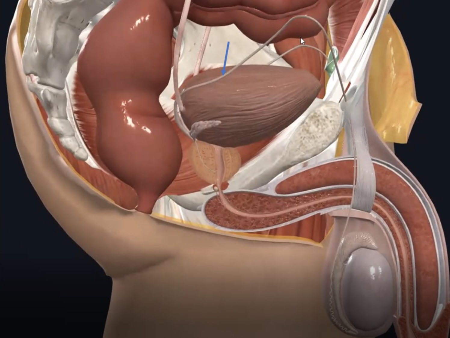 Ductus deferens