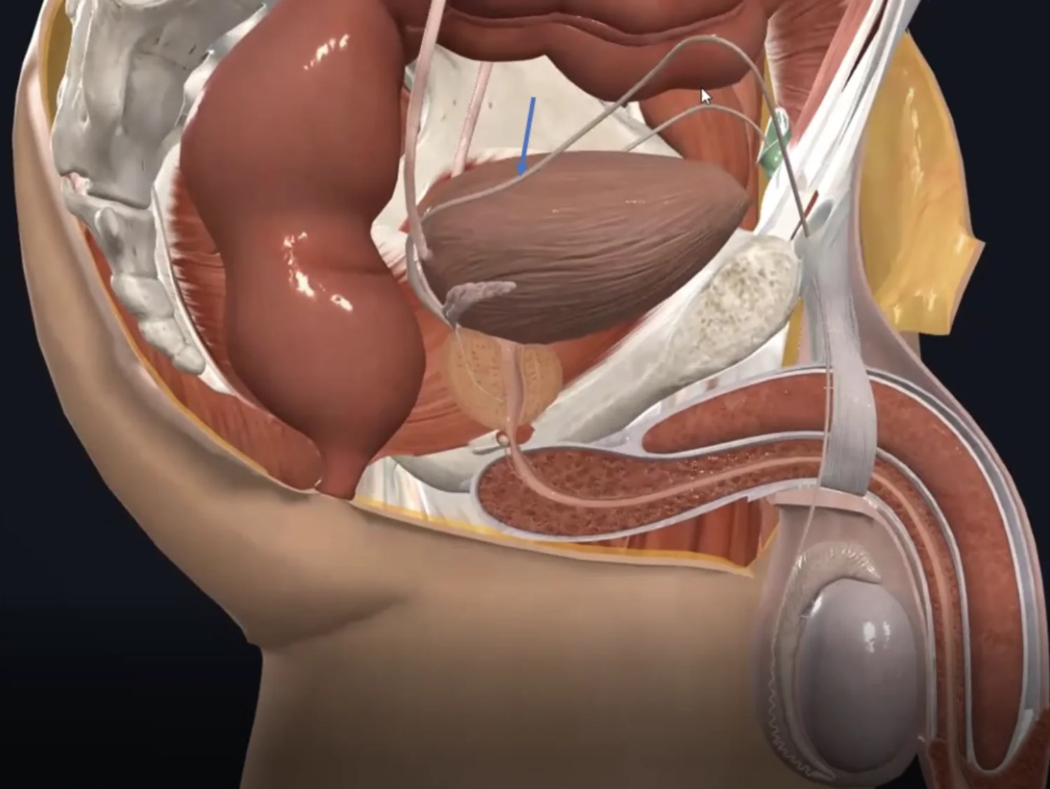 Ductus deferens