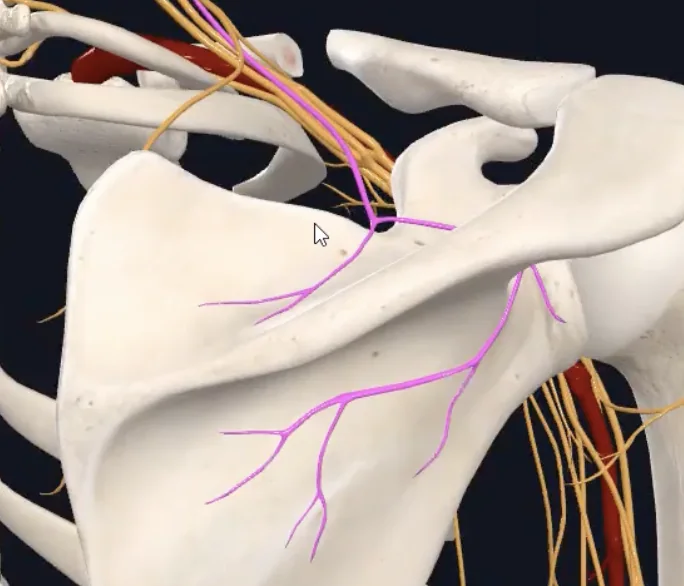 Suprascapular